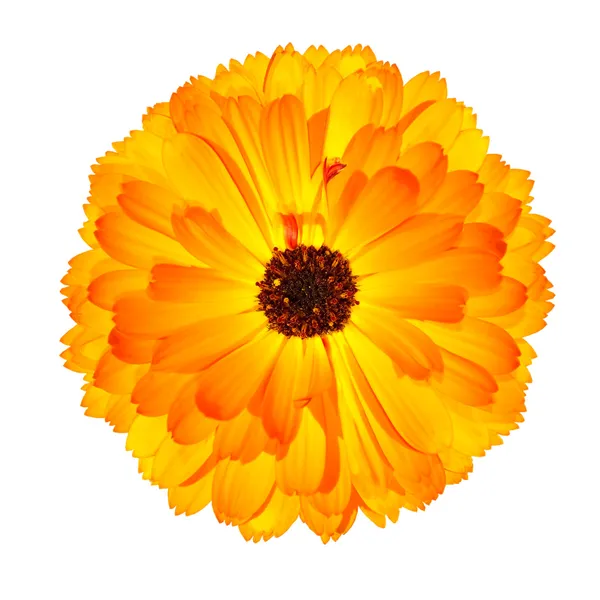 Jeden kwitnących pomarańczowym nagietka kwiat na białym tle — Zdjęcie stockowe