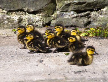 sevimli küçük vahşi siyah ducklings veranda üzerinde