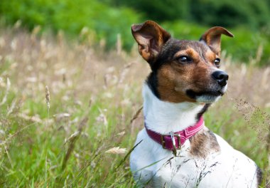 yüksek otların arasında oturan russel terrier jack