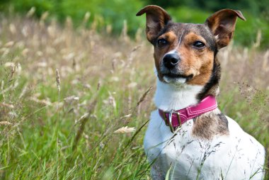 yüksek otların arasında oturan russel terrier jack