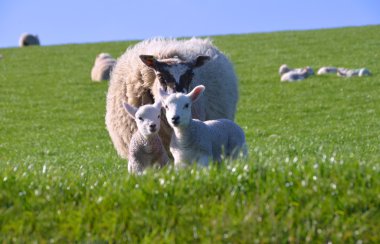Mother Sheep with Two Cute Little Lambs clipart