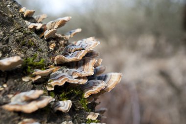Polyporus mushroom tree on side of tree clipart