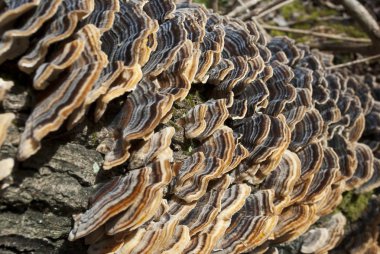 portre raf mushroooms üzerinde. ağaç mantarı polyporus