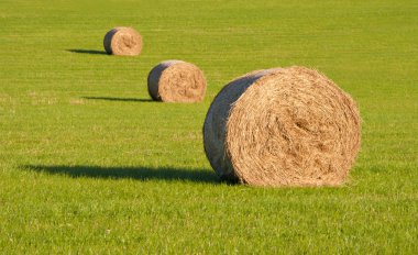 Three round hay bales in a row on green grass clipart