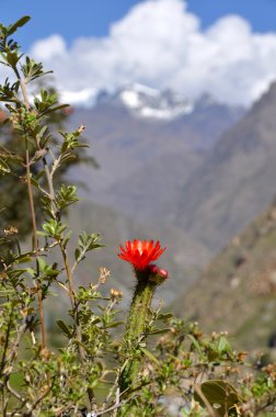 çiçek açması kaktüs snow peak Dağı