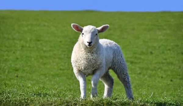 在春天看摄像机的可爱好奇羔羊 — 图库照片