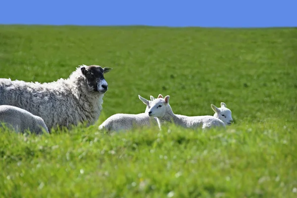 春の緑のフィールドに 4 つの羊と羊 — ストック写真