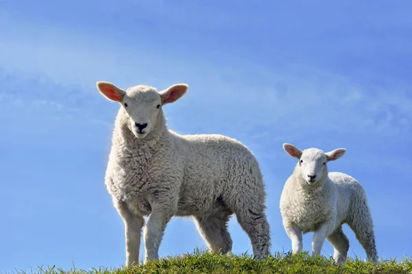 Két aranyos kíváncsi bárányok tavasszal néz a kamerába — Stock Fotó