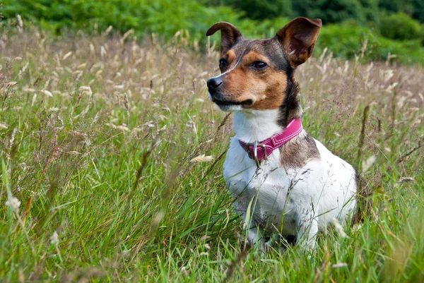 Jack Russel Terrier sitting in High Grass — Stock Photo, Image