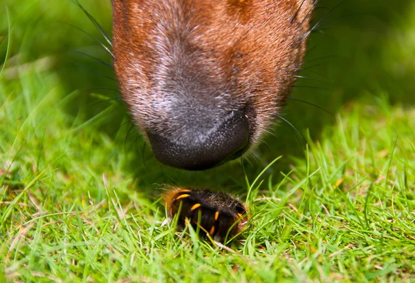 Curious Dog Sniffing Furry Worm Closeup