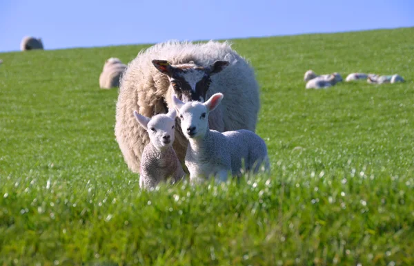 Mother Sheep with Two Cute Little Lambs — Stock Photo, Image