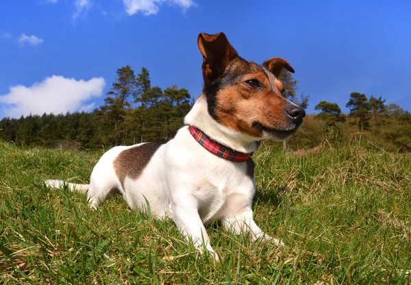 Jack Russell Terrier deitado na grama — Fotografia de Stock