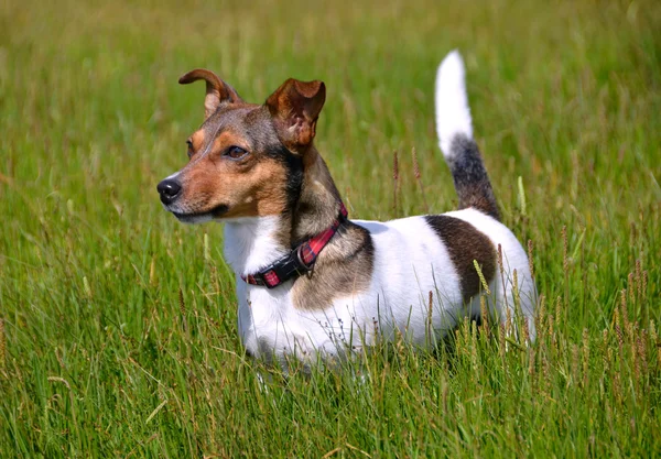 Jack russell terrier stoi w polu trawy — Zdjęcie stockowe