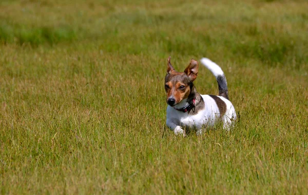Джек Рассел Терьер, бегущий на травяном поле — стоковое фото