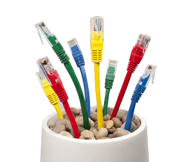 Кольорові мережеві кабелі Ethernet, що ростуть у квітковому горщику — стокове фото