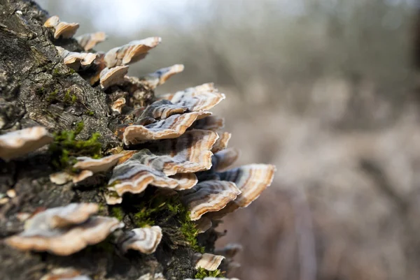 Polyporus Pilz Baum auf der Seite des Baumes — Stockfoto