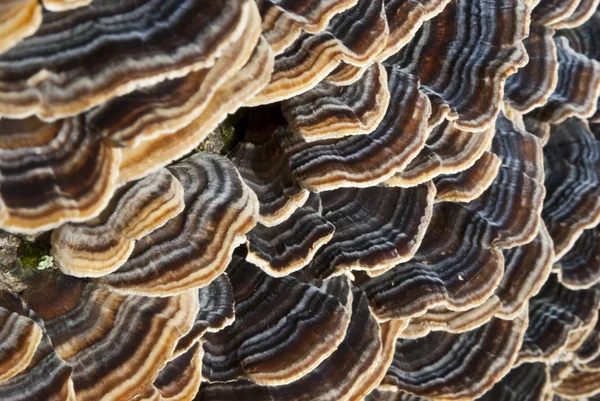 Feche-se em cogumelos de prateleira. Árvore fungo polyporus — Fotografia de Stock