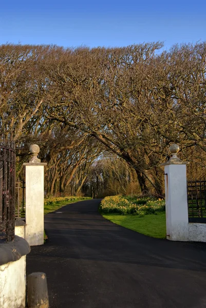 Gate with White Pillars and Driveway leading into Forrest with B — Stock Photo, Image