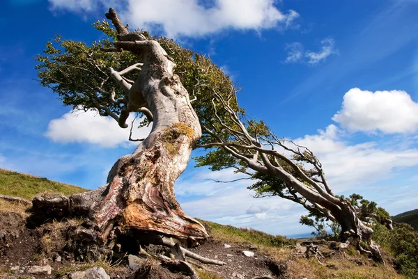 Raíces desnudas sobre un árbol de haya muy viejo contra el cielo azul — Foto de Stock
