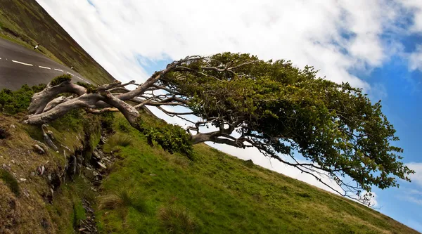 Oude wind veegde beuken boom op injebreck isle of man — Stockfoto
