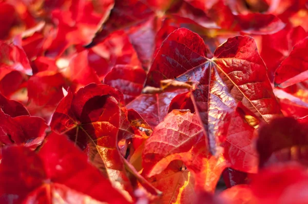 Closeup on Autumn Leaves. Shalow Focus — Stock Photo, Image
