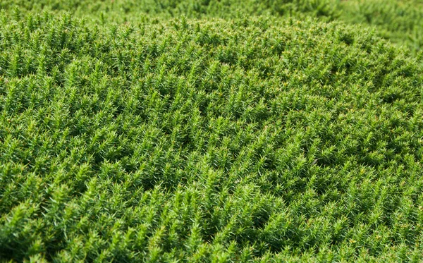 緑のヘザー ブッシュ バック グラウンド — ストック写真
