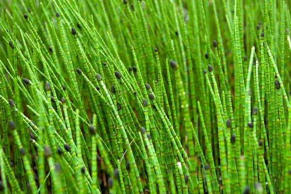 緑の芝生のクローズ アップの湿地を棒します。 — ストック写真
