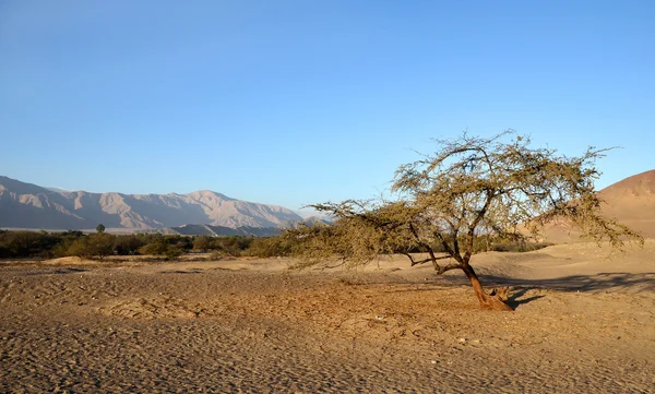 Einsamer Baum in der Wüste mit Bergen — Stockfoto
