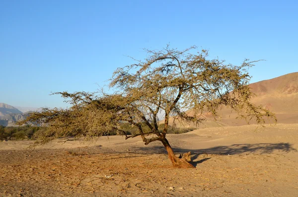 Osamělý strom v poušti s horami — Stock fotografie