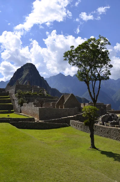 Árbol en el sitio de Machu Picchu con el Pico Huayna — Foto de Stock