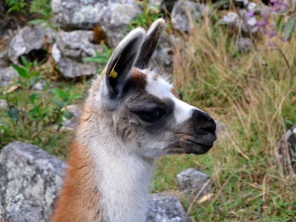 Niedlicher Kopf von Baby-Lama — Stockfoto