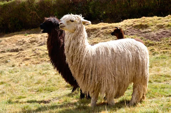 Par av svart och vit lamas med en baby — Stockfoto