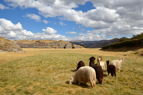 Grupul Lamas cu ruine Sacsayhuaman — Fotografie, imagine de stoc
