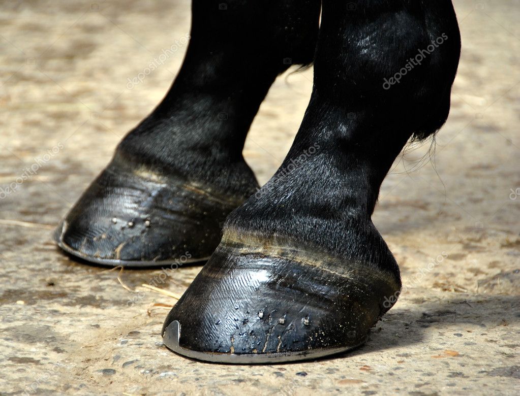 Horse Hoof - Hooves — Stock Photo © tr3gi #7474596