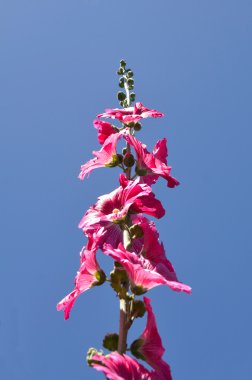 gülhatmi çiçeği - mavi gökyüzü üzerinde alcea rosea