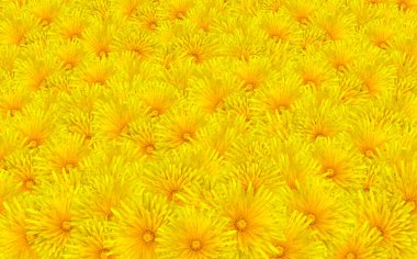 taze sarı karahindiba çiçek arka plan