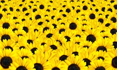 Fresh Sunflowers Background clipart