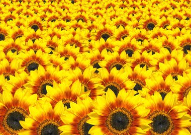 Lots of Fresh Sunflowers - Sun Flower Background clipart