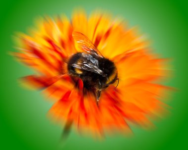 Bumblebee üzerinde Radyal bulanıklık ile portakal çiçeği