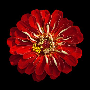 siyah arka plan üzerine izole zinnia elegans fading