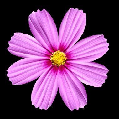 Flowerhead of Pink Cosmea Rose. Cosmos Flower isolated clipart