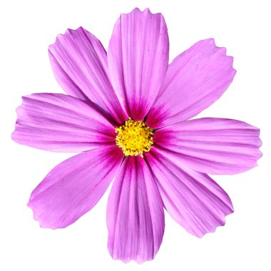 Pink Cosmea Rose. Beautiful Cosmos Flower isolated clipart