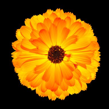 Isolated Flowehead of Blossoming Orange Pot Marigold Flower clipart