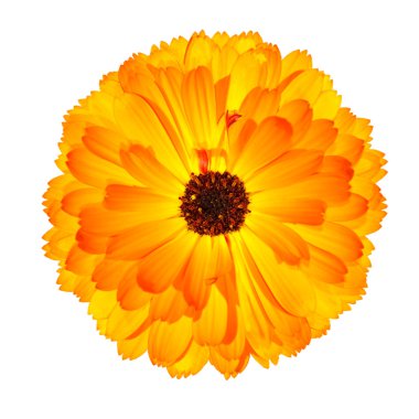 One Blossoming Orange Pot Marigold Flower Isolated on White clipart
