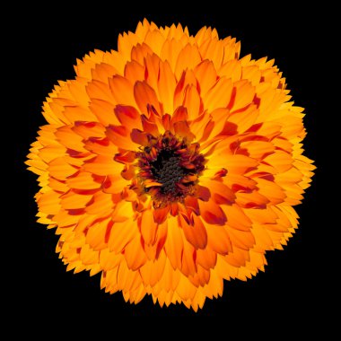 Single Orange Gerbera Flower Isolated on Black Background clipart