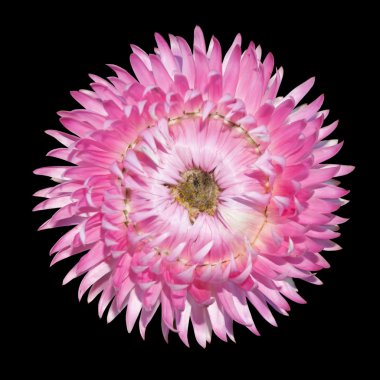 pembe strawflower çiçek, izole helichrysum bracteatum