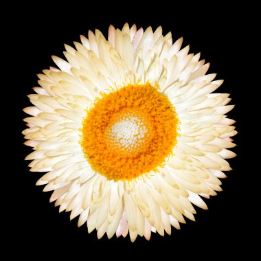 Single White Everlasting Flower Isolated clipart