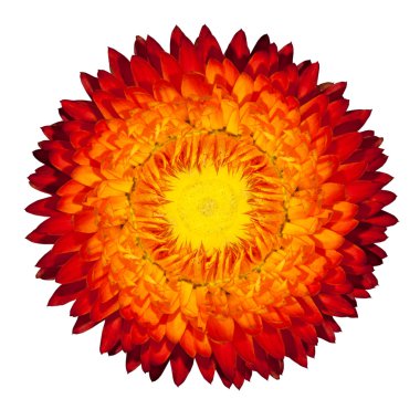 Blossoming Everlasting Flame Flower Isolated on White Background clipart