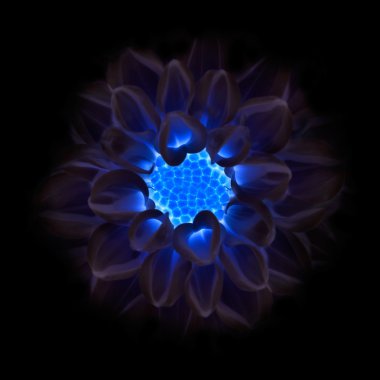 Dark Blue Dahlia Flower Fading into Black Background clipart