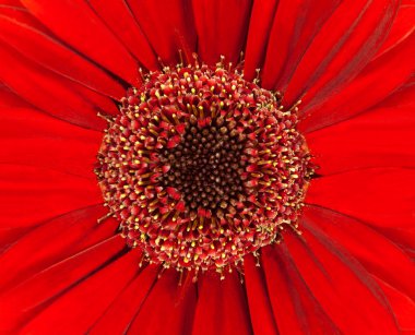 parlak kırmızı gerbera flowerhead tatlı